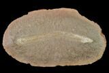 Fossil Tummy Tooth Worm (Didontogaster) - Illinois #142486-1